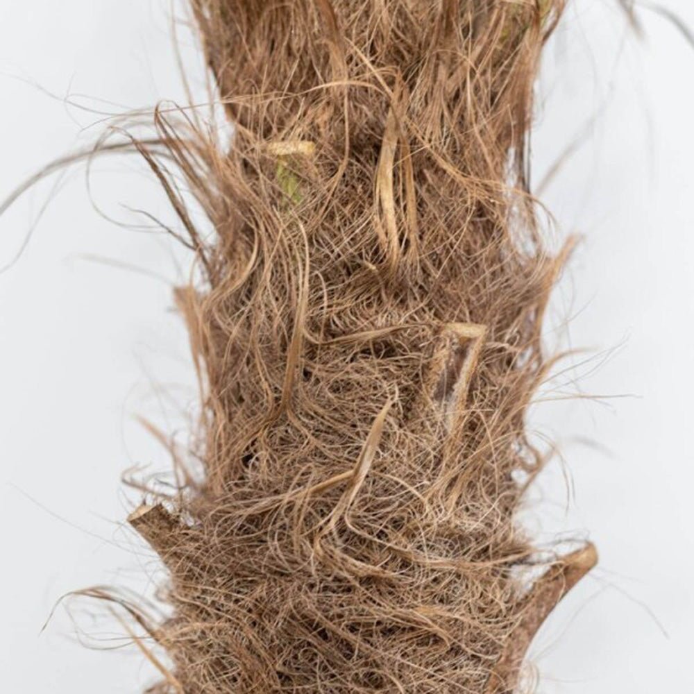 Palmier Morisca Trachycarpus Fortunei (Tulpina 50 cm) - 140-160 cm