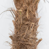Palmier Morisca Trachycarpus Fortunei (Tulpina 50 cm) - 140-160 cm