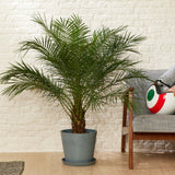 Palmier Curmal Pitic de apartament (Phoenix Roebelenii)