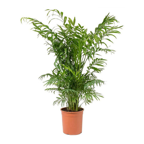Palmier Pitic (Chamaedorea Elegans) - 100 cm