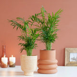 Palmier Pitic (Chamaedorea Elegans) - 100 cm