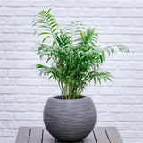 Palmier Pitic (Chamaedorea Elegans) - 100 cm