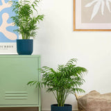 Palmier Pitic (Chamaedorea Elegans) - 100 cm