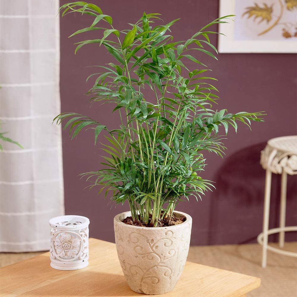 Palmier Pitic (Chamaedorea Elegans) - 100 cm