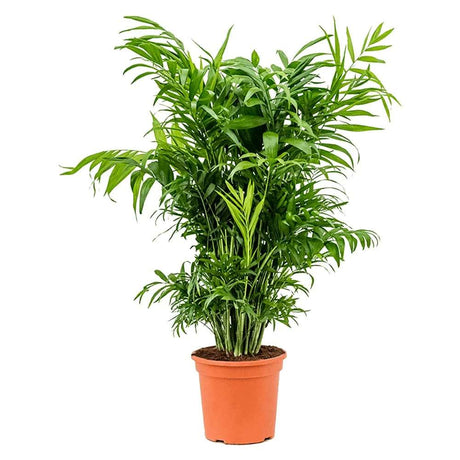 Palmier Pitic (Chamaedorea Elegans), 110 cm, planta PREMIUM, de interior, aer curat, intretinere redusa