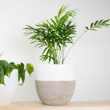 Palmier Pitic (Chamaedorea Elegans) - 40-50 cm