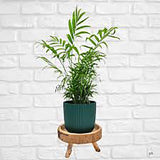Palmier Pitic (Chamaedorea Elegans) - 40-50 cm