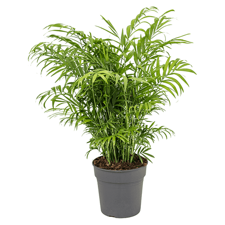 Palmier Pitic (Chamaedorea Elegans) - 65 cm
