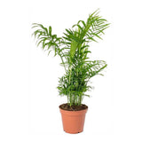 Palmier Pitic (Chamaedorea Elegans) - 55 cm