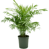 Palmier Pitic (Chamaedorea Elegans) - 70-90 cm