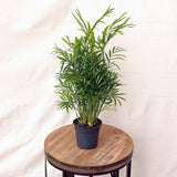 Palmier Pitic (Chamaedorea Elegans) - 70-90 cm