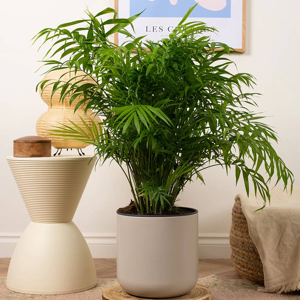 Palmier Pitic (Chamaedorea Elegans) - 80 cm