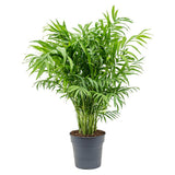 Palmier Pitic (Chamaedorea Elegans) - 80 cm
