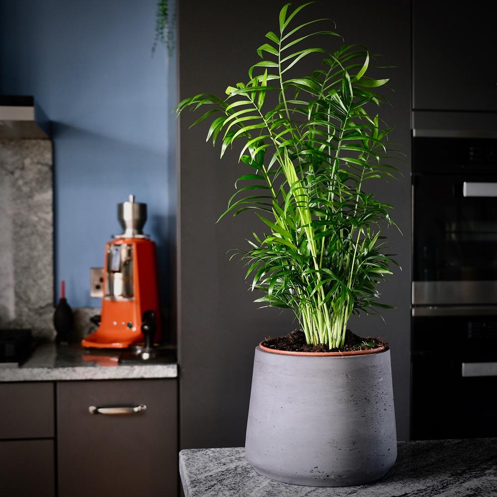 Palmier Pitic (Chamaedorea Elegans) - 80 cm