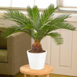 Palmier Sagotier Japonez Cycas Revoluta - 90 cm