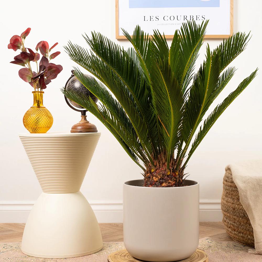 Palmier Sagotier Japonez Cycas Revoluta - 100 cm
