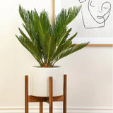 Palmier Sagotier Japonez Cycas Revoluta - 100 cm