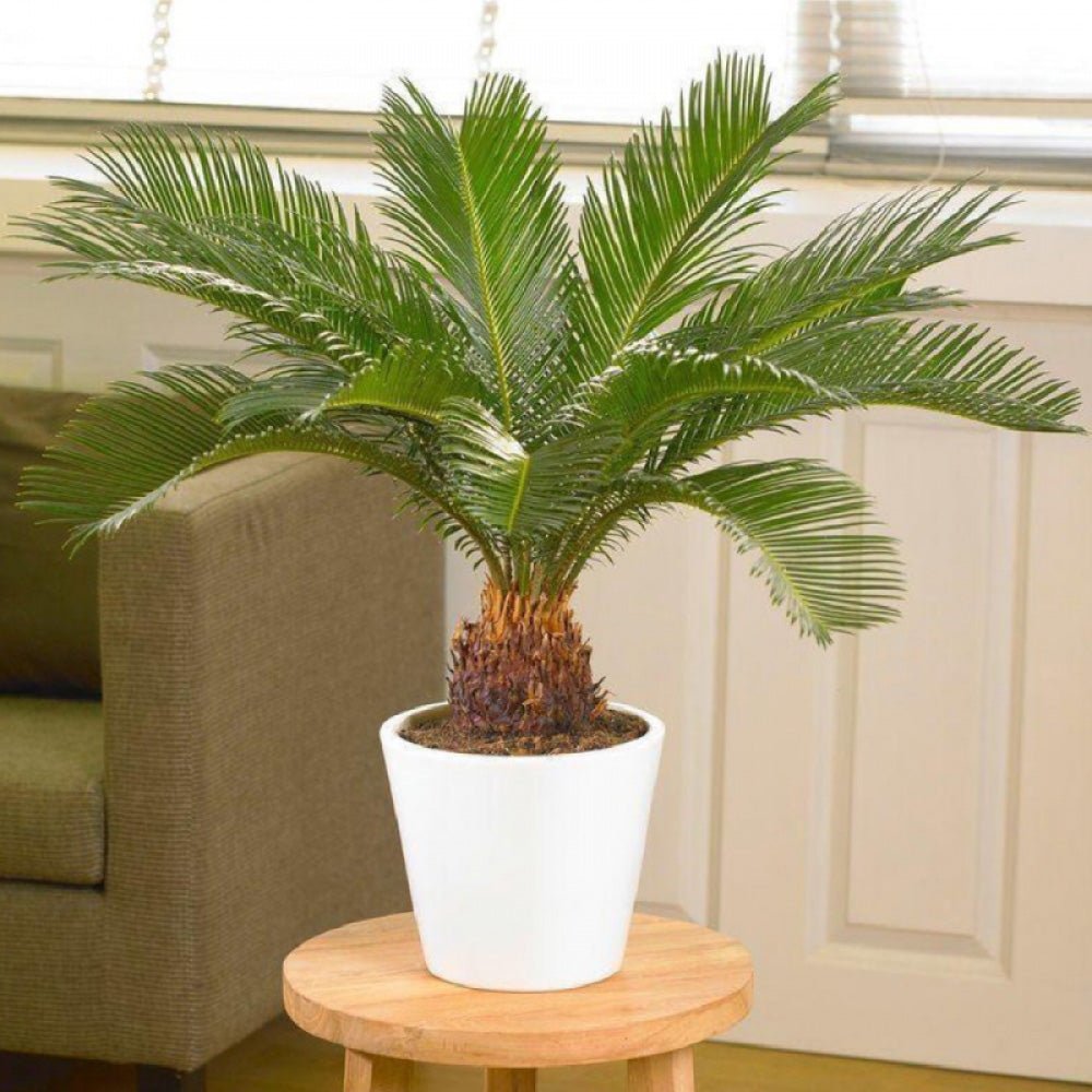 Palmier Sagotier Japonez Cycas Revoluta - 100 cm