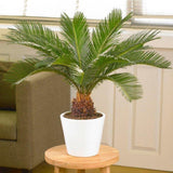 Palmier Sagotier Japonez Cycas Revoluta - 100 cm