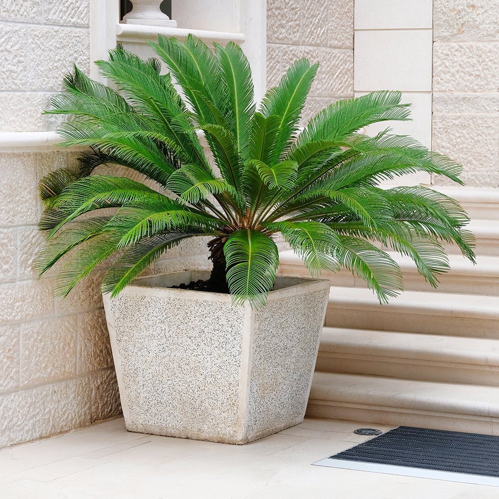 Palmier Sagotier Japonez Cycas Revoluta - 100 cm