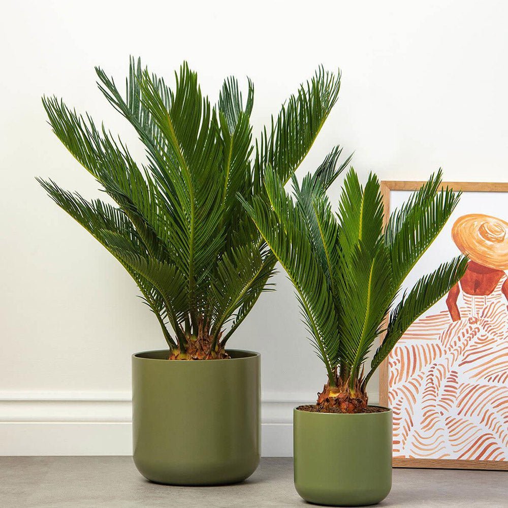 Palmier Sagotier Japonez Cycas Revoluta - 100 cm