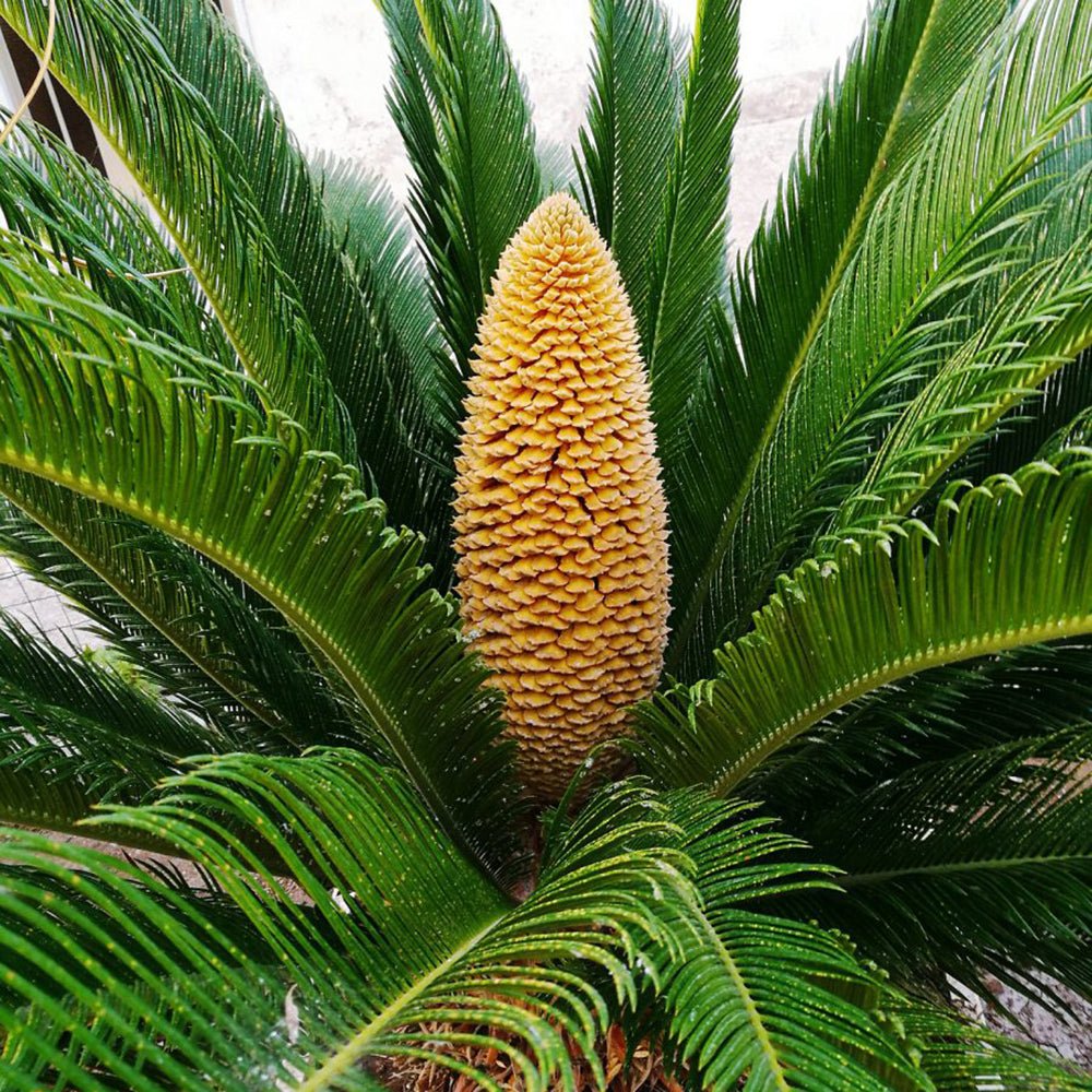 Palmier Sagotier Japonez Cycas Revoluta - 50-60 cm