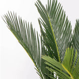 Palmier Sagotier Japonez Cycas Revoluta - 70 cm