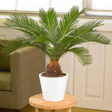 Palmier Sagotier Japonez Cycas Revoluta - 80 cm