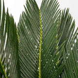 Palmier Sagotier Japonez Cycas Revoluta - 80 cm