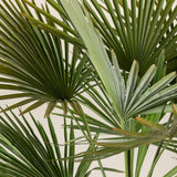 Palmier Morisca Trachycarpus Fortunei, rezistent la ger, frunzis exotic, crestere moderata, tulpina 30 cm, inaltime 140-160 cm