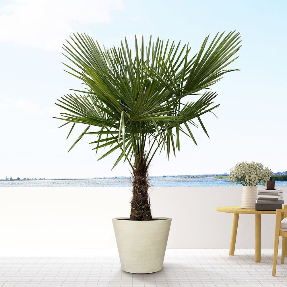 Palmier Morisca Trachycarpus Fortunei (Tulpina 30 cm) - 140-160 cm