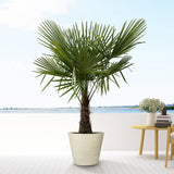 Palmier Morisca Trachycarpus Fortunei (Tulpina 30 cm) - 140-160 cm