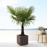 Palmier Morisca Trachycarpus Fortunei (Tulpina 30 cm) - 140-160 cm