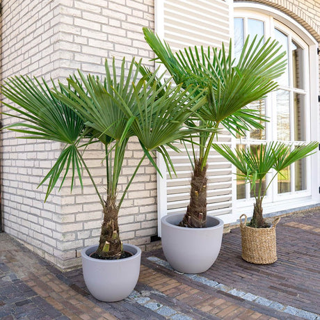 Palmier Morisca Trachycarpus Fortunei, rezistent la ger, frunzis exotic, crestere moderata, tulpina 30 cm, inaltime 180 cm