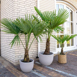 Palmier Morisca Trachycarpus Fortunei, rezistent la ger, frunzis exotic, crestere moderata, tulpina 30 cm, inaltime 180 cm