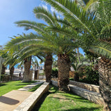 Kanári datolyapálma (Phoenix canariensis), díszes pálma, ívelt zöld levelekkel, teraszra vagy cserépbe ideális
