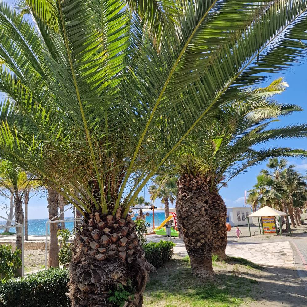 Kanári datolyapálma (Phoenix canariensis), díszes pálma, ívelt zöld levelekkel, teraszra vagy cserépbe ideális
