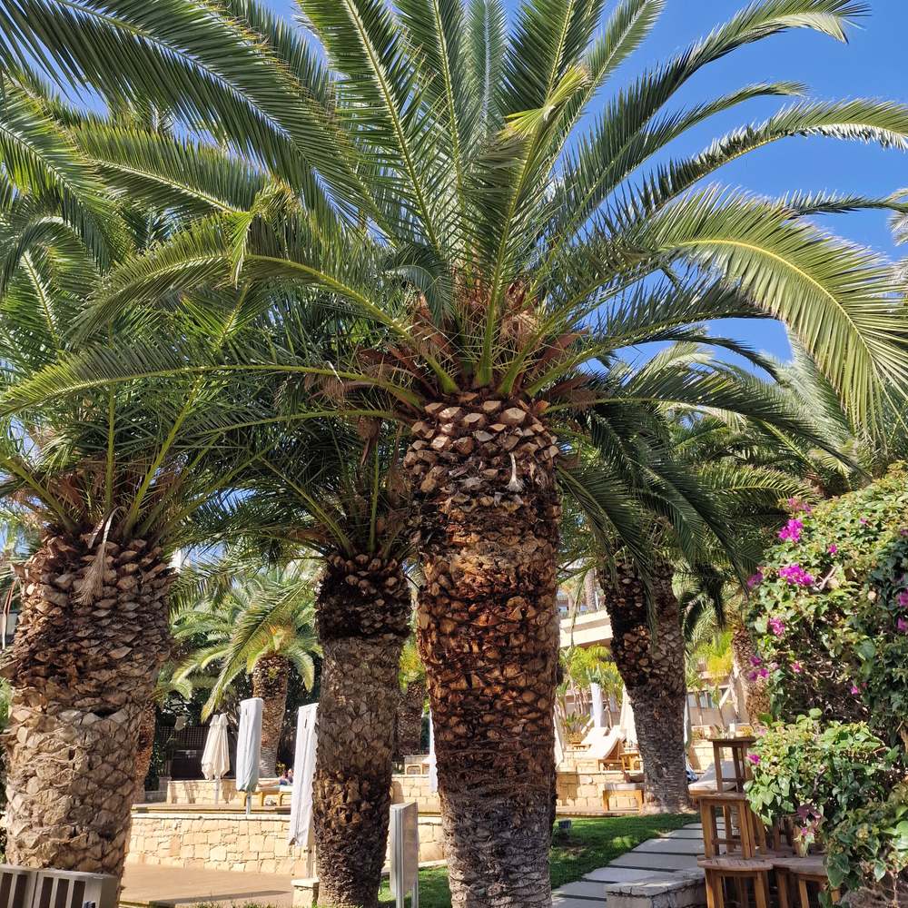 Kanári datolyapálma (Phoenix canariensis), díszes pálma, ívelt zöld levelekkel, teraszra vagy cserépbe ideális