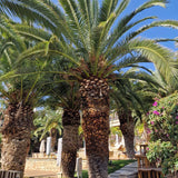Kanári datolyapálma (Phoenix canariensis), díszes pálma, ívelt zöld levelekkel, teraszra vagy cserépbe ideális