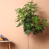 Palmierul Umbrela (Schefflera) Compacta - 120 cm