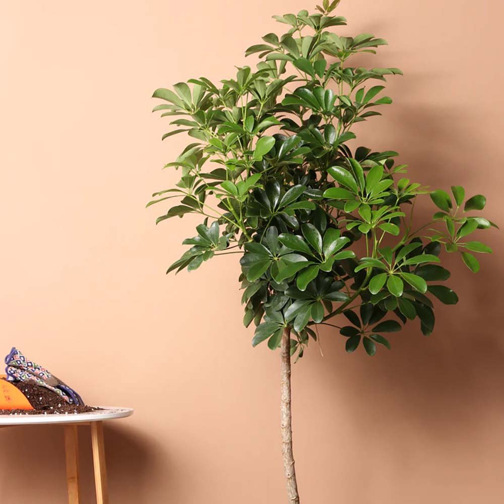 Palmierul Umbrela (Schefflera) Compacta - 120 cm