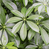 Palmierul Umbrela (Schefflera) Compacta - 130 cm