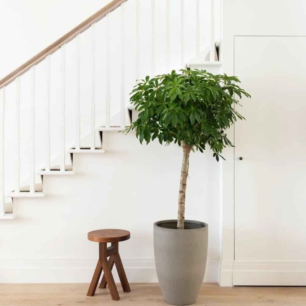 Palmierul Umbrela (Schefflera) Compacta - 130 cm