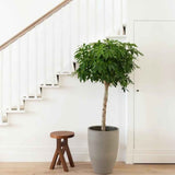 Palmierul Umbrela (Schefflera) Compacta - 130 cm