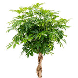 Palmierul Umbrela (Schefflera) Compacta - 130 cm