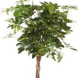 Palmierul Umbrela (Schefflera) Compacta - 200 cm