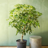 Palmierul Umbrela (Schefflera) Gold Capella - 150 cm
