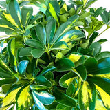 Palmierul Umbrela (Schefflera) Gold Capella - 150 cm