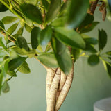 Palmierul Umbrela (Schefflera) Gold Capella - 150 cm