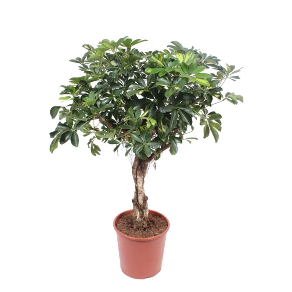 Palmierul Umbrela (Schefflera) Gold Capella - 135 cm
